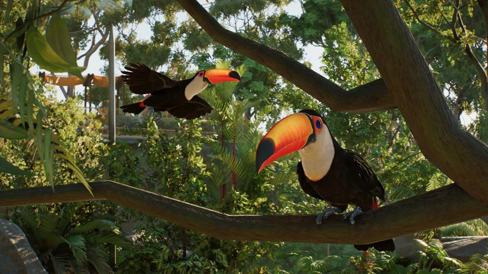 Two toco toucans perching inside a tropical aviary