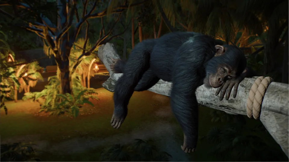 Chimpanzee resting on a climbing log at night